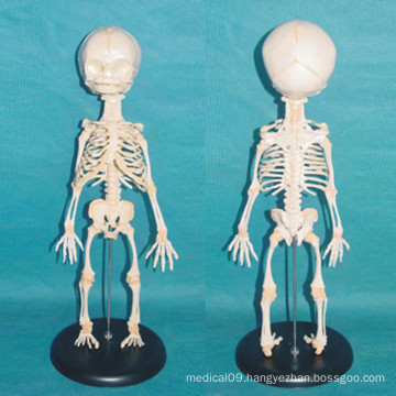 Baby Torso Skeleton Medical Nursing Model for Teaching